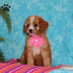 Katrina, Cavapoo Puppy
